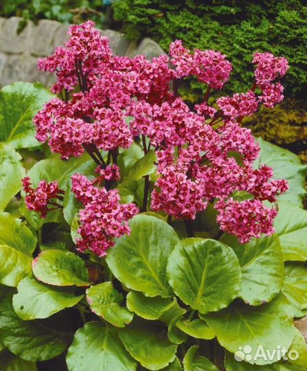 Садовые многолетники