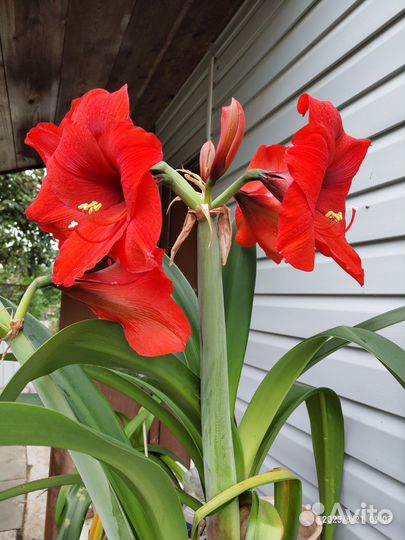 Луковицы амариллиса