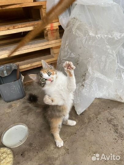 Кошка в дар