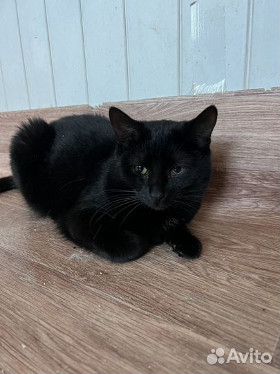 Кошка в дар