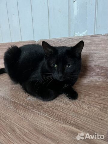 Кошка в дар