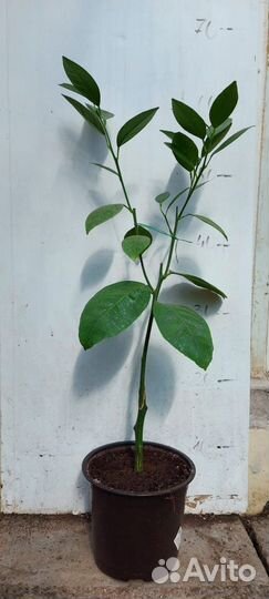 Привитые плодоносящие цитрусы редкие сорта