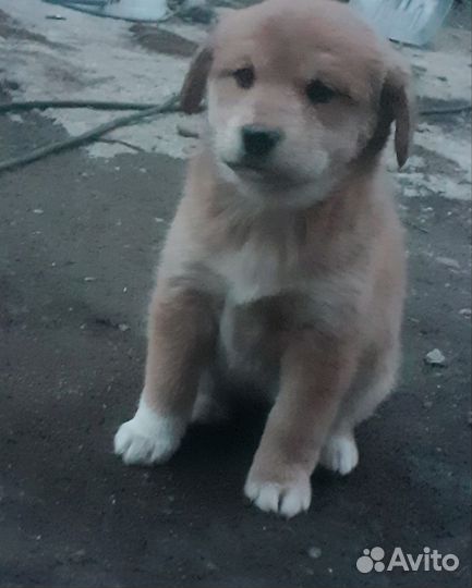 Отдам щенят в добрые руки