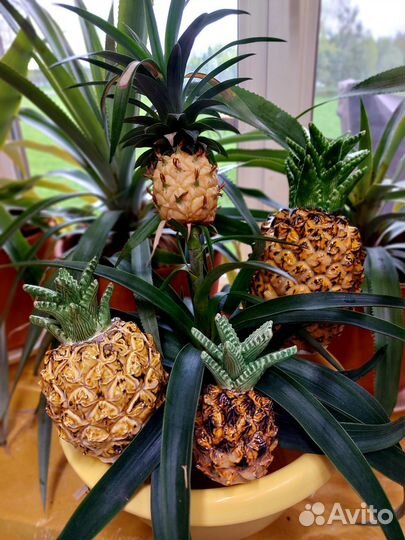 Декоративный ананас