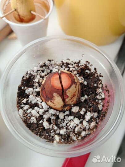 Авокадо растение