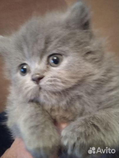 Персидские котята