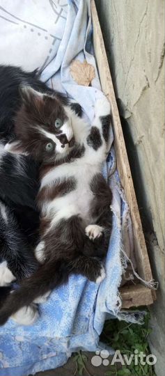 Кошечка в добрые руки
