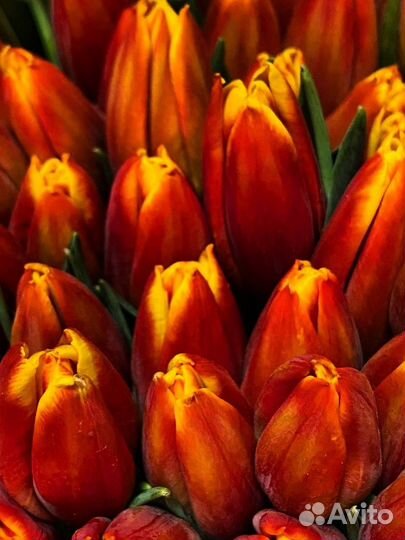 Тюльпаны к 8 марта