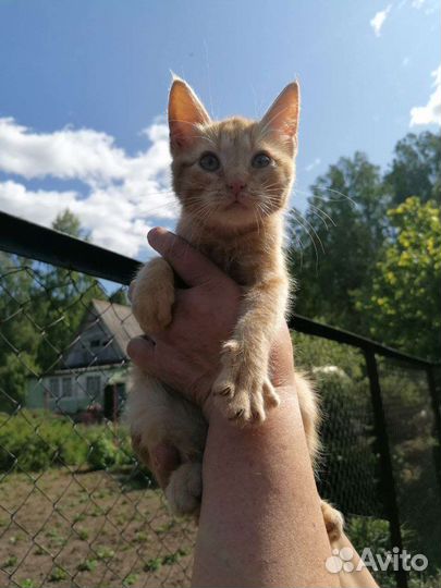 Котята в добрые руки бесплатно