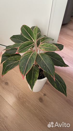 Комнатные цветы