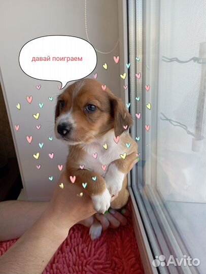 Отдам щенков в добрые руки