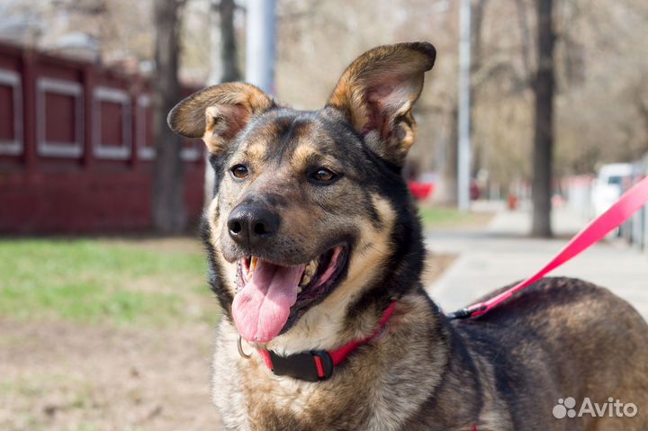 Собаки бесплатно