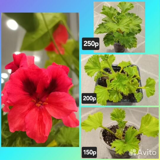 Пеларгония королевская