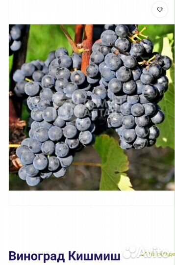 Саженцы винограда фото 20.04.24 г