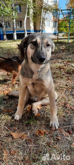Маленький пёсик в добрые руки