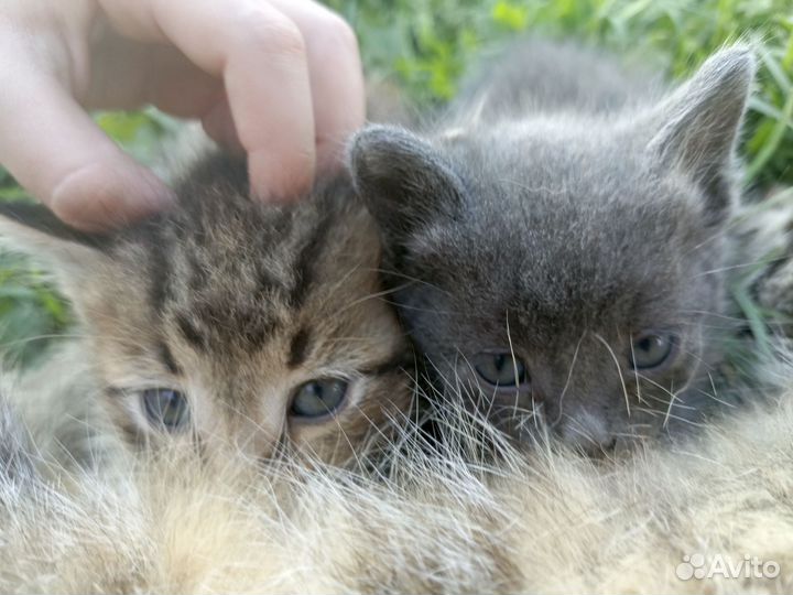 Отдам бесплатно, котята все мальчики