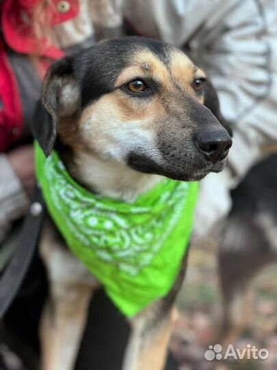 Милая собака Тутси в добрые руки