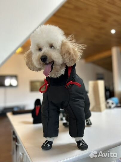 Вязка кобель пудель той