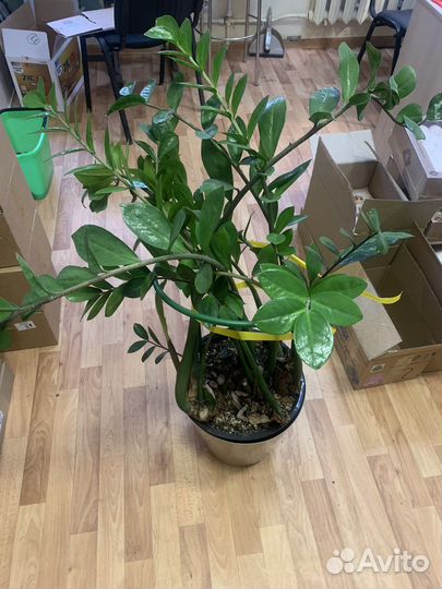 Замиокулькас