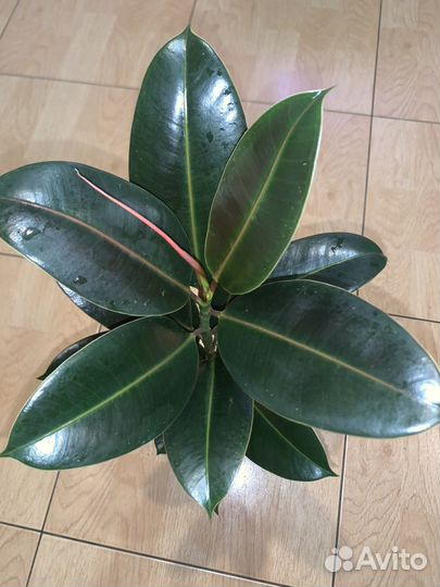 Фикус каучуконосный белиз