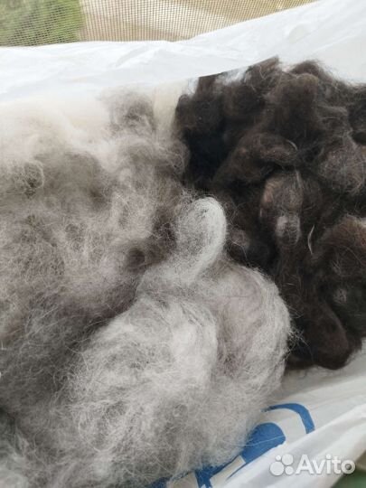 Собачий пух