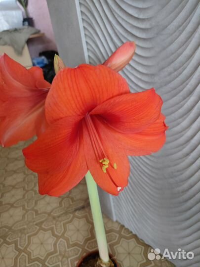 Гиппеаструм лососевый