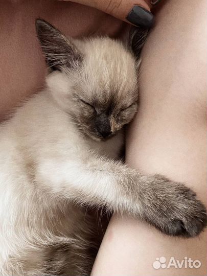 Сиамская кошечка