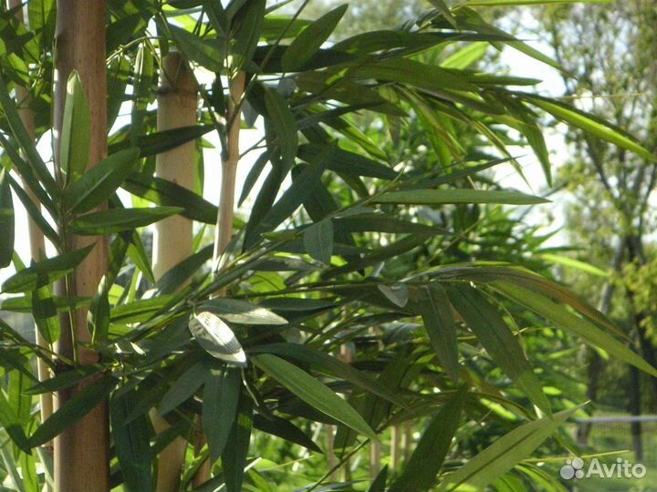 Компактный фотоаппарат Minolta Dimage Xt