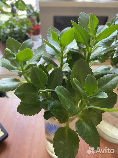 Каланхоэ Блоссфельда