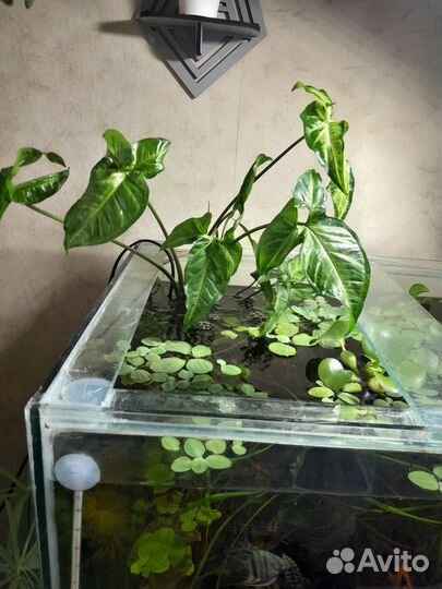 Сингониум auritum ушковидный