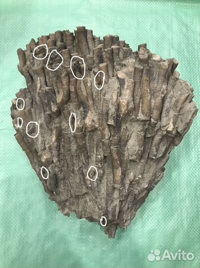 Окаменелый коралл с пиритом