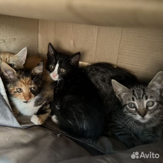 Котята в добрые руки даром