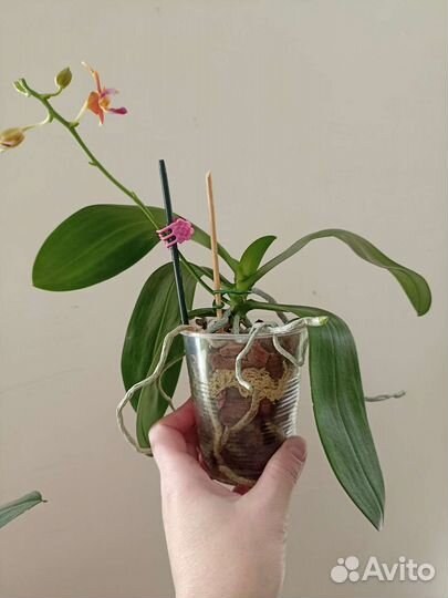 Орхидея Фаленопсис I-Hsin Salmon