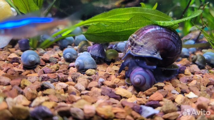 Улитки аквариумные ампулярии