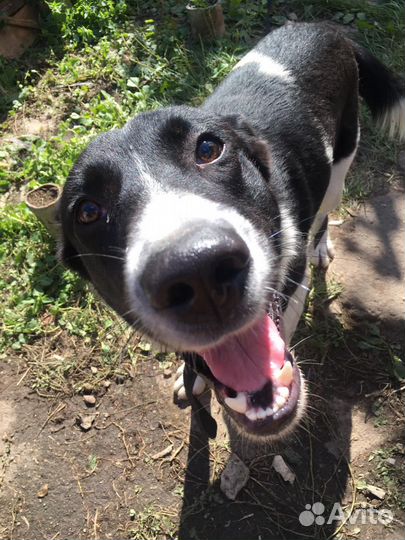 Рич, в поиске своего дома