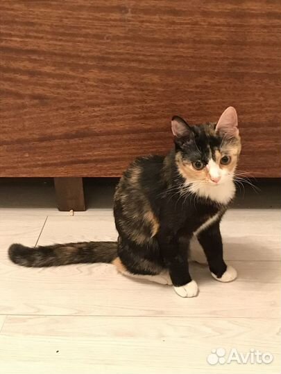 Чудесная Тиграша