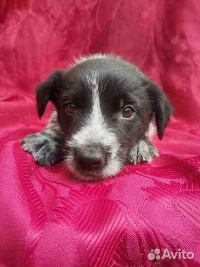 Щенок курцхаара