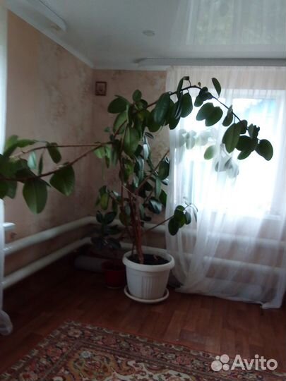 Продам фикус