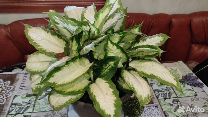 Диффенбахия Берлина, Камилла кустовые