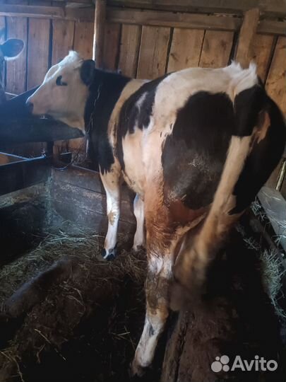 Бычки и быки 1 год