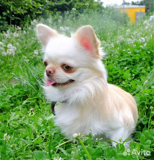 Приглашаем на вязку