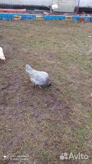 Куры молодки