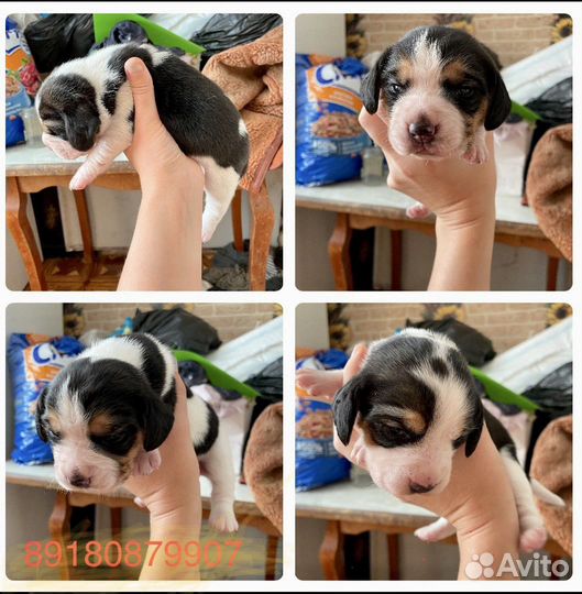 Щенки бигль