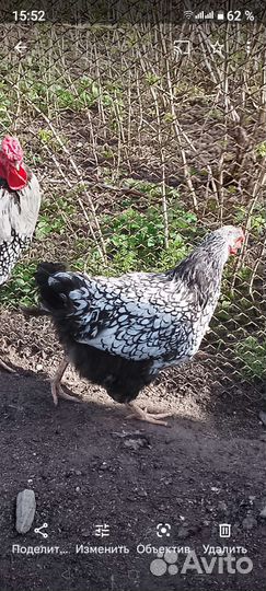 Породные курочки Сильверудд Блу