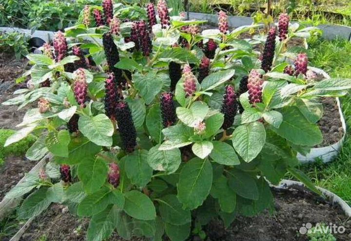 Фитолакка Лаконос