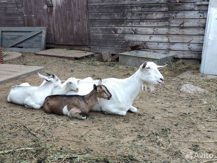 Козы дойные, козлята