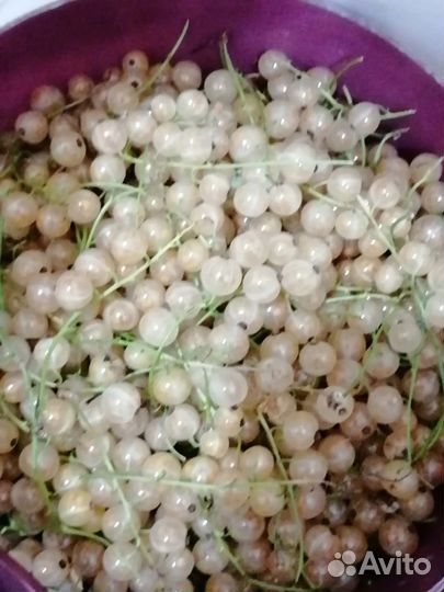 Саженцы смородины, красная, белая,чёрная,барбарис