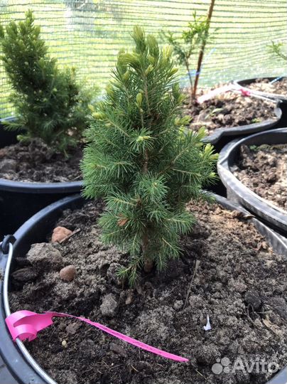 Ель канадская Рэйнбоуз Энд