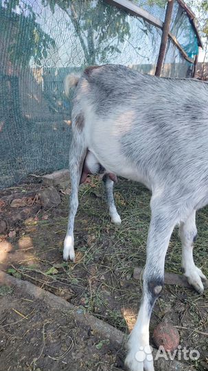 Дойные нубийские козы