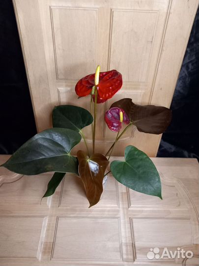 Антуриум коралл чемпион